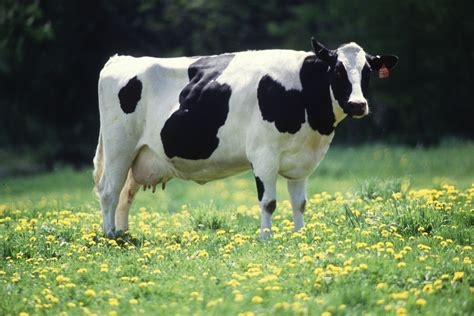 Gefre:Cow female black white.jpg - Wikipedia