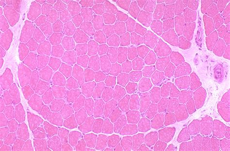 Normal Histology