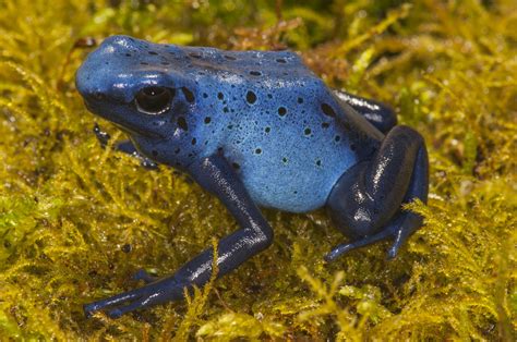 Dendrobates tinctorius - Frogs & Co