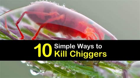 10 Simple Ways to Kill Chiggers