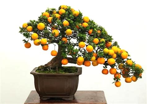 The 10 Most Popular Bonsai Fruit Trees - The Bonsai Master