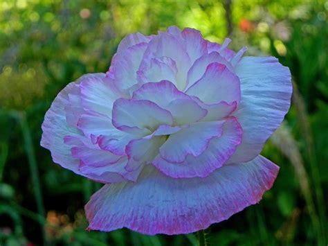 White double poppy with pink picotee.