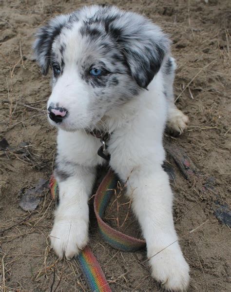 25+ bästa Border collie blue merle idéerna på Pinterest | Border Collie ...