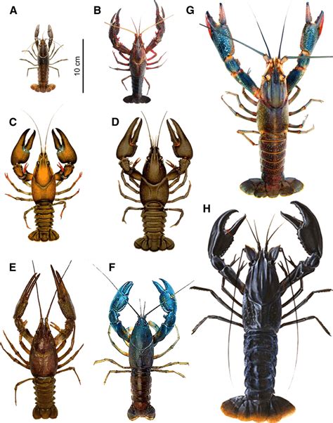 Comparison of body size and chela size between marbled crayfish and ...