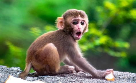 15 Baby Monkey Facts - Facts.net