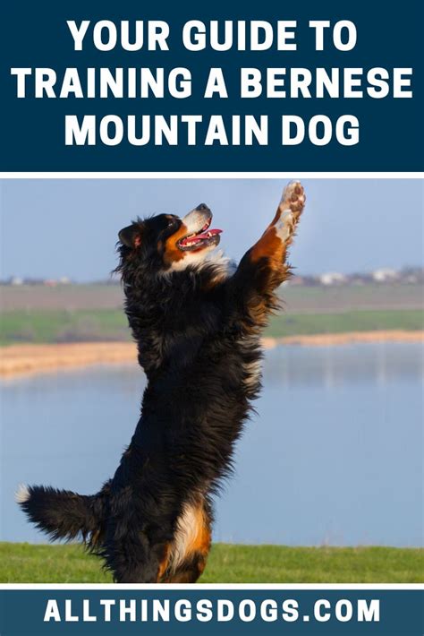 Bernese Mountain Dog Training | Mountain dog breeds, Mountain dogs ...