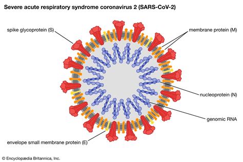 COVID-19 | Cause, Symptoms, Treatment, & Prevention | Britannica