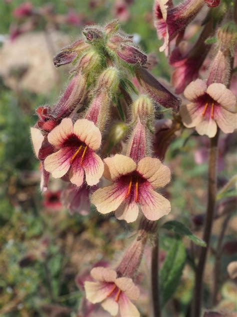 Rehmannia glutinosa (Gaertn.) DC. | Plants of the World Online | Kew ...