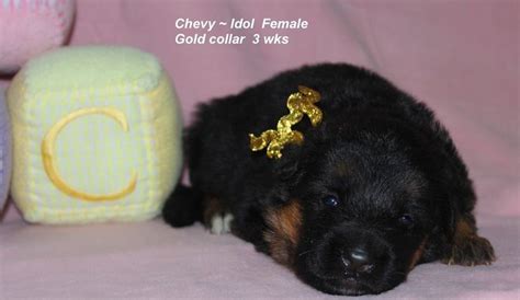 Mittelwest German Shepherds | German shepherd puppies, German shepherd ...