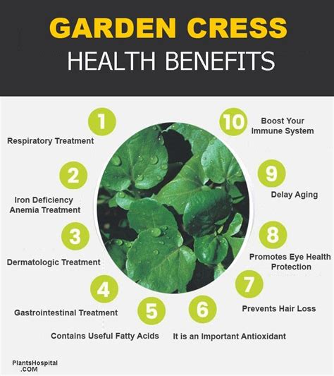 11 Best Health Benefits Of Garden Cress - What is Garden Cress Seeds ...