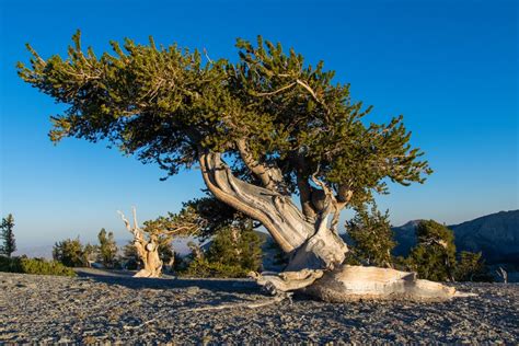 What Is the State Tree of Nevada? Characteristics, Uses, & FAQ | House ...