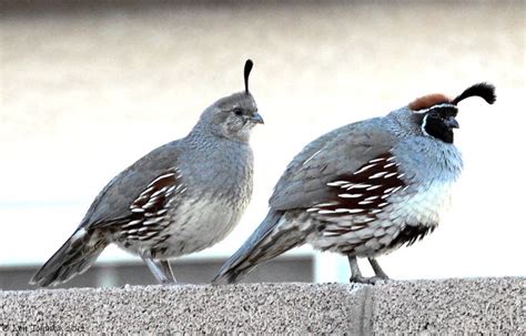 arizona quail - Google Search | Arizona, Wildlife, Quail