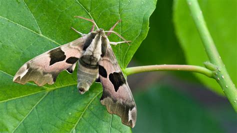 Hawk-moth Identification and Facts - Woodland Trust