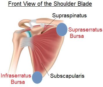 Scapula Pain Shoulder Blade Bursitis