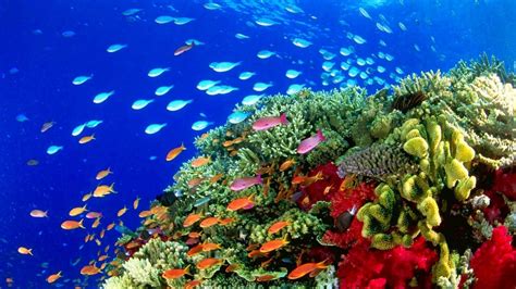 Ocean Reef 4k Wallpaper 2560x1080 | Images and Photos finder