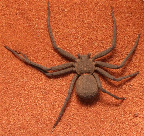 The Sicarius Spider and its Lethal Venom - My Animals