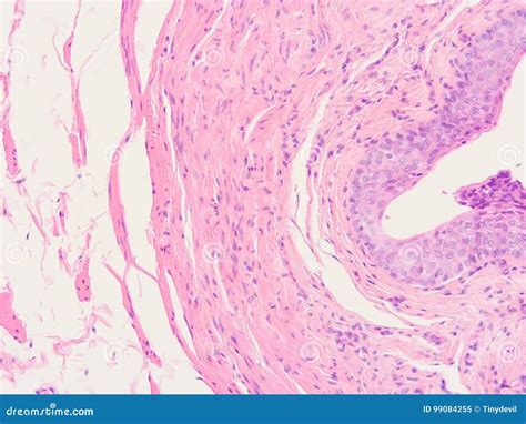 Histology of human tissue stock image. Image of science - 99084255