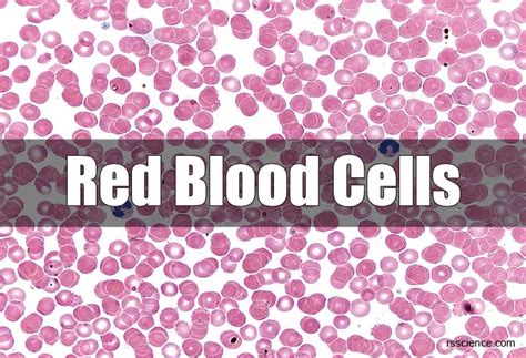 Red Blood Cells – Definition, Biology, and Observation under the Microscope