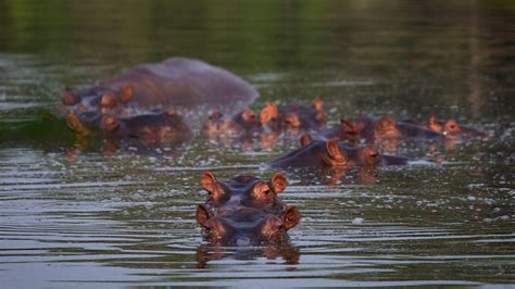 Nephew just returned from Colombia and saw Hippos. Here is why ...