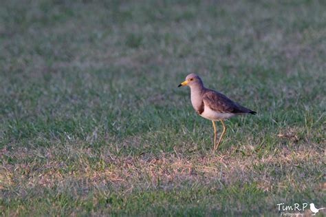 Grey Headed Lapwing | BIRDS in BACKYARDS