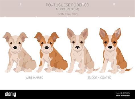 Portuguese Podengo Medio puppy clipart. Different poses, coat colors ...