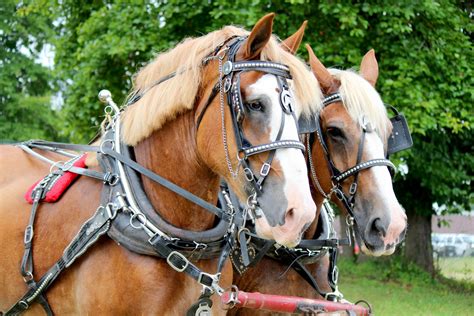 Horses Pulling Cart Free Stock Photo - Public Domain Pictures