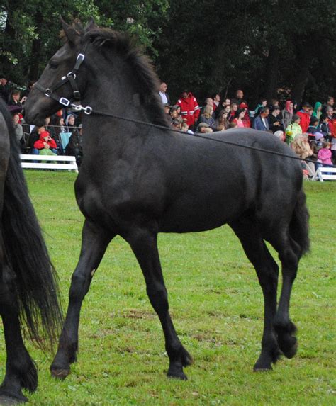 Friesian Foal Stock 03 by ponystock on DeviantArt