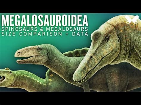 SPINOSAURS and other MEGALOSAUROIDS . Dinosaurs size comparison and ...