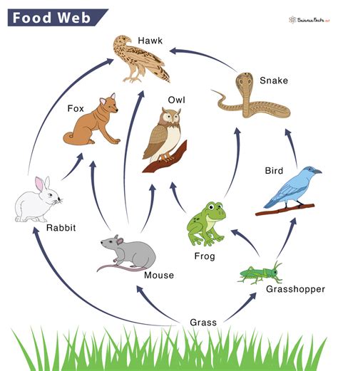 What Is A Food Web Definition Types And Examples – Modafinil24