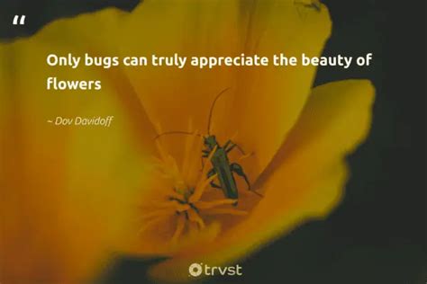 33 Bug Quotes for Insect Lovers and Buggy Life Moments (2024)