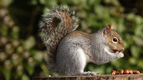 What to Feed Squirrels