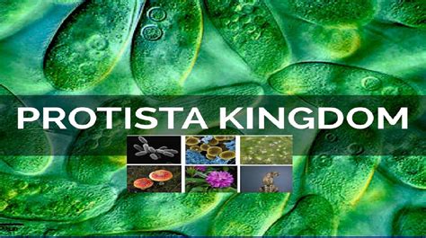 kingdom Protista - YouTube