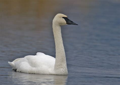 Trumpeter Swan "Cygnus buccinator" | Boreal Songbird Initiative