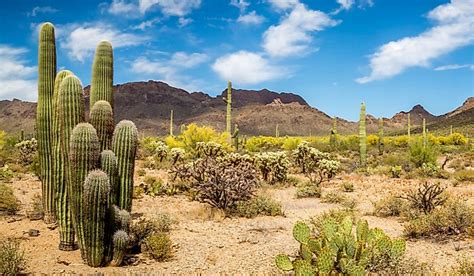 What Are The Special Adaptations Of Desert Plants? - WorldAtlas