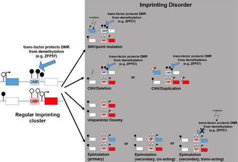 Basics and disturbances of genomic imprinting