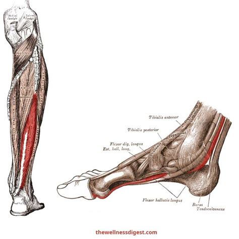 Extensor Digitorum Longus Muscle Anatomy: Origin, Insertion, Action ...