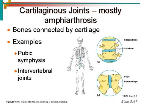 Joints Articulations of bones Functions of joints Hold