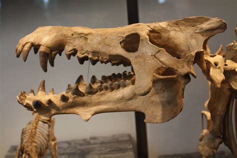 Archaeotherium mortoni skull detail