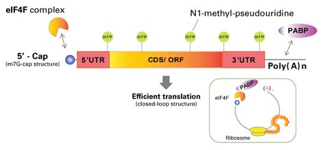 5-prime capping of mRNA