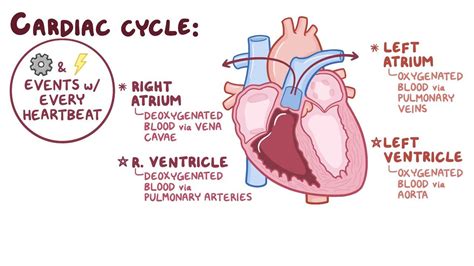 Cardiac Cycle Diagram Explained