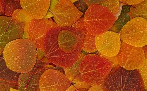 pemandangan: Autumn Leaves Wallpaper