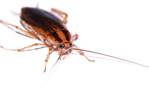 How to Tell if You Have a German Roach Infestation - Pest Control Services