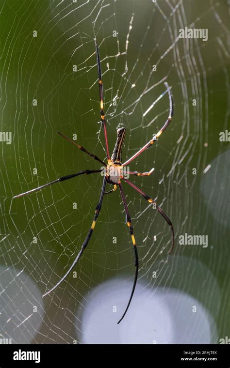 Animal, Davao, Philippines Stock Photo - Alamy