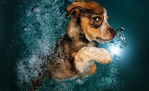 9 Ridiculously Cute Underwater Puppies (You're Welcome) | WKAR Public Media