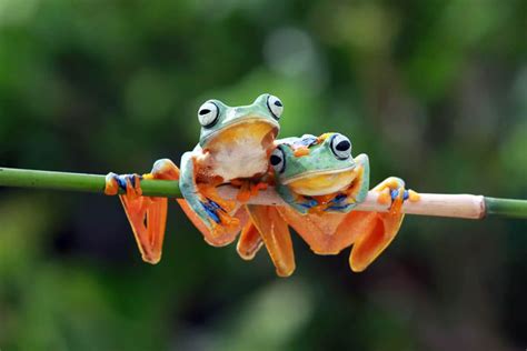 How Do Amphibians Move - Worldwide Nature