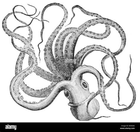 PSM V14 D360 Octopus or devil fish octopus vulgaris Stock Photo - Alamy