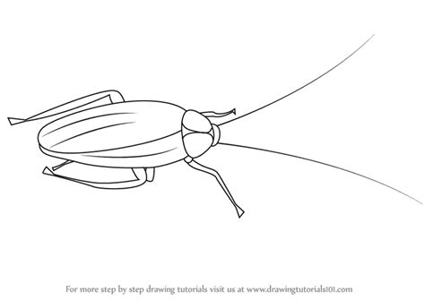 Step by Step How to Draw a Cockroach : DrawingTutorials101.com