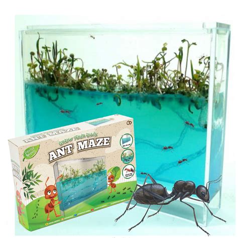 Grow/Make/Build Your Own Ant Farm Maze Formicarium