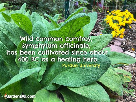 Comfrey Uses and Benefits for Your Garden and Your Body - GardensAll