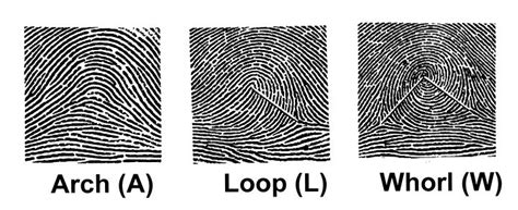 Basic fingerprint patterns: (a) the arch is the simplest of all the ...